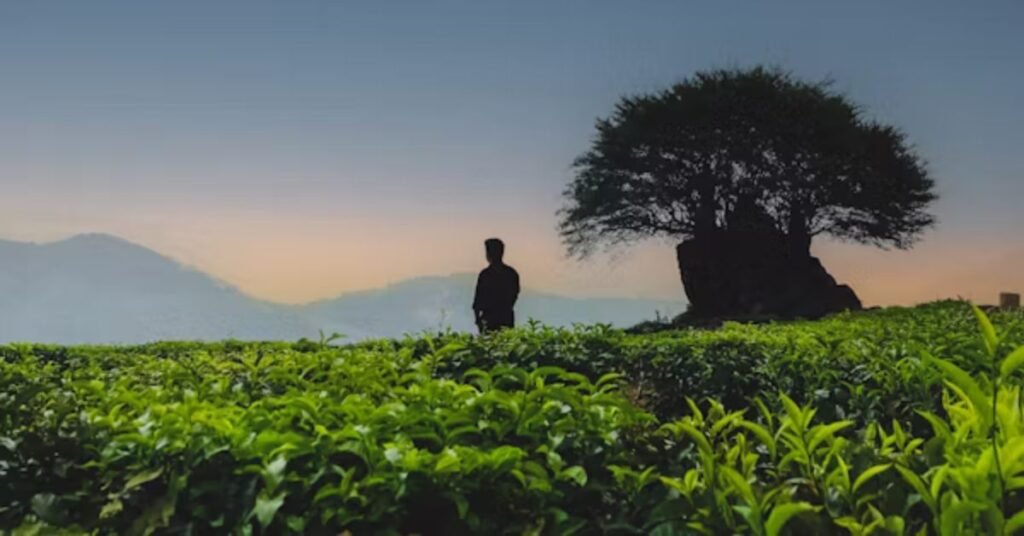 Ponmudi Hill Station
