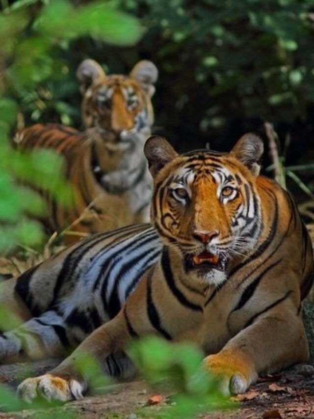 Discover the 10 Best Places to Visit in Pachmarhi Hill Station